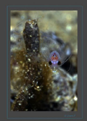 Hemimysis anomala (bloody-red mysid) in fresh water of Ge... by Sven Tramaux 